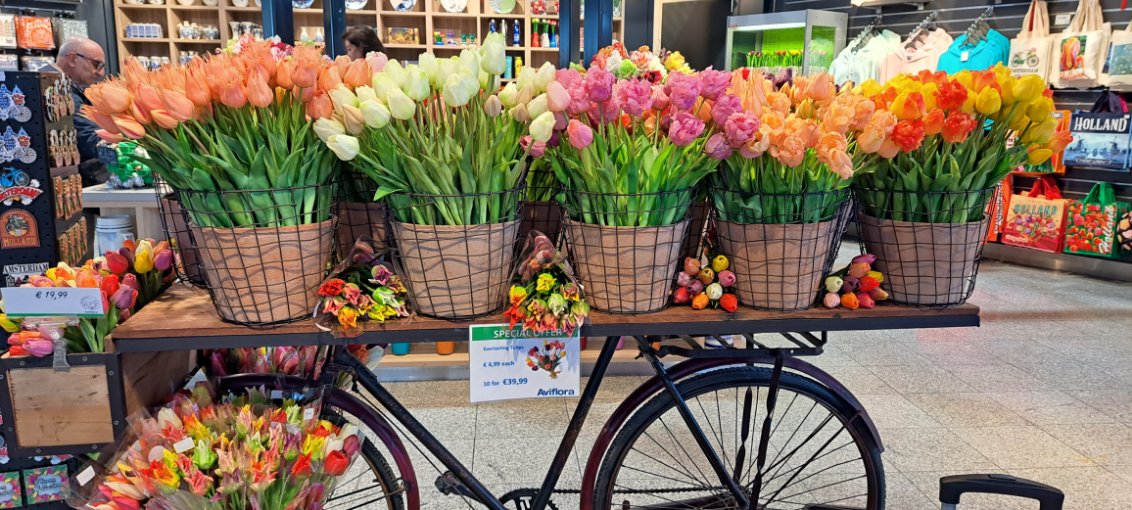 Amsterdam, lale